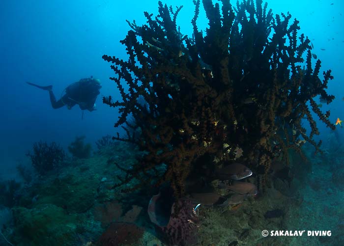 sites Plongée corail noir Nosy Be